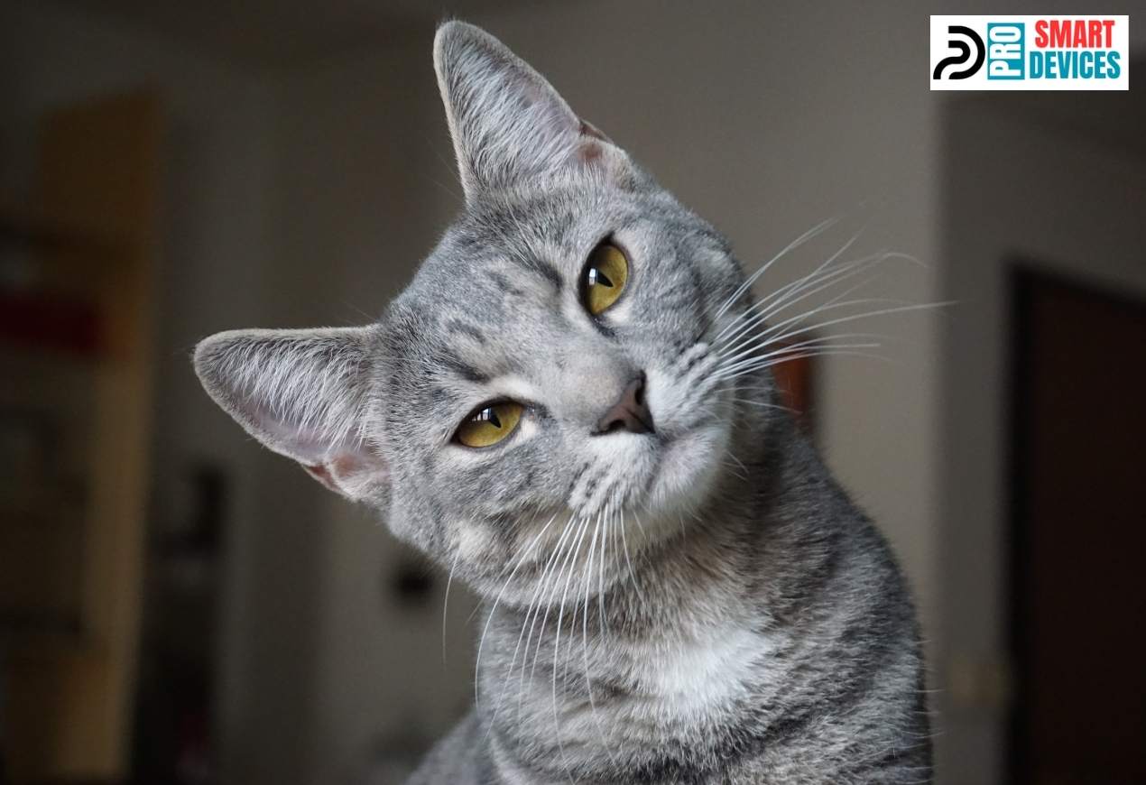 Benefits of LED Lights for Cats