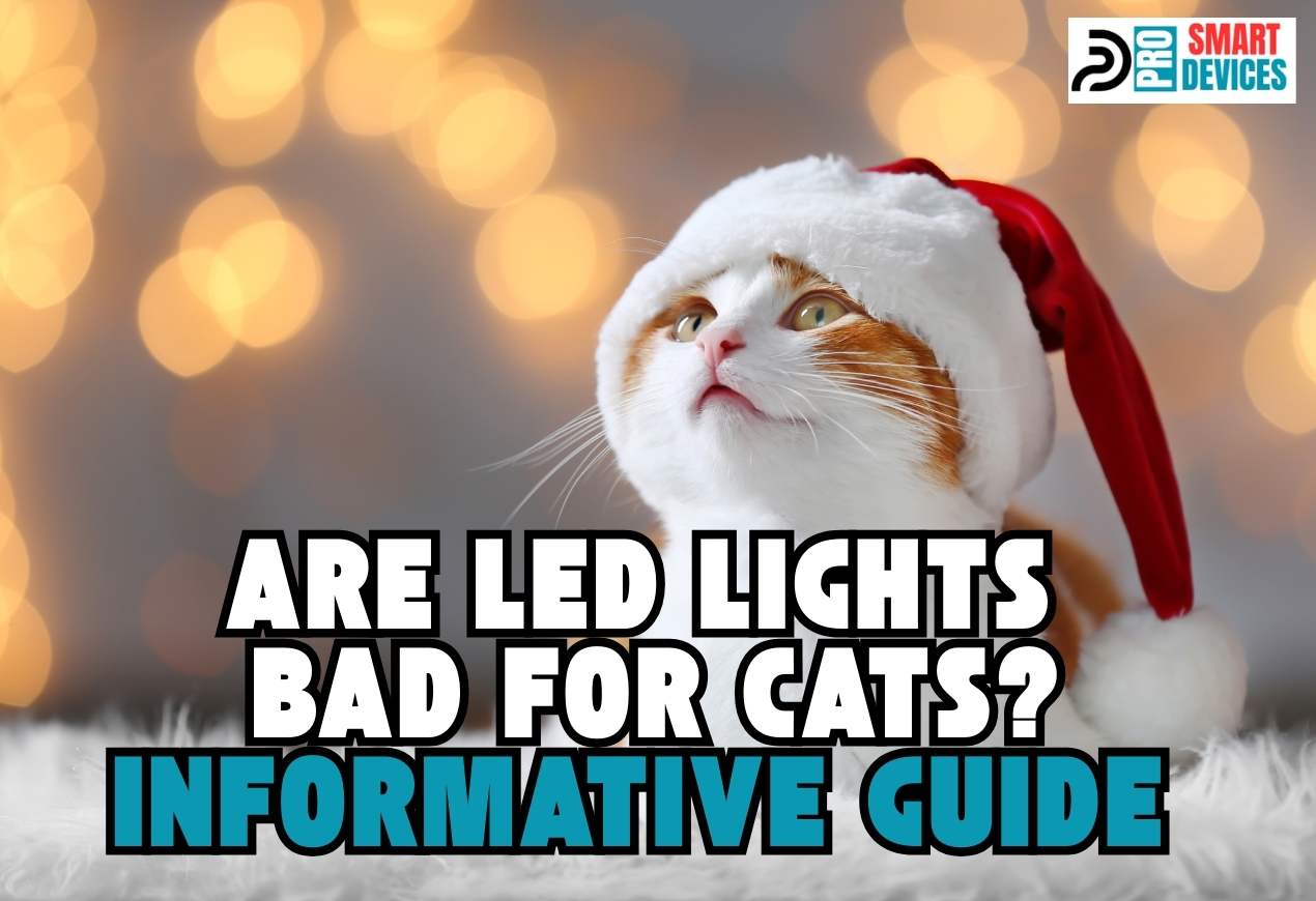 Are LED Lights Bad for Cats